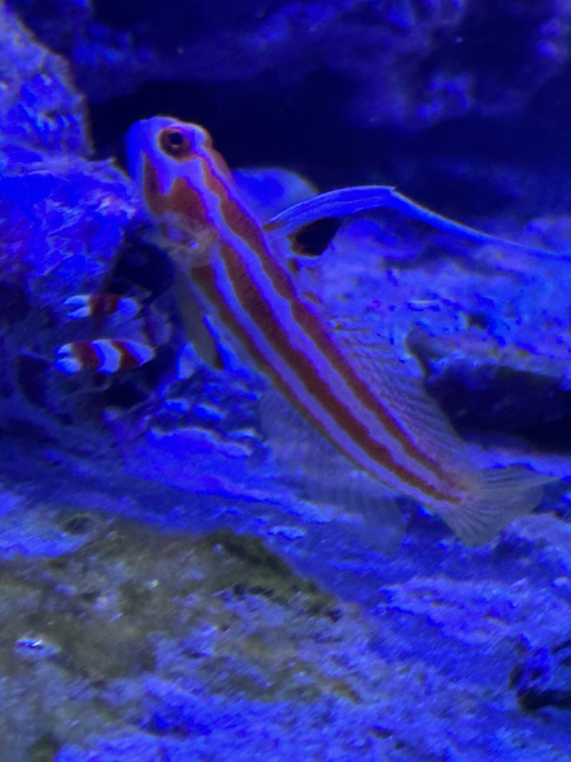 The Goby'S Role In Marine Ecosystems