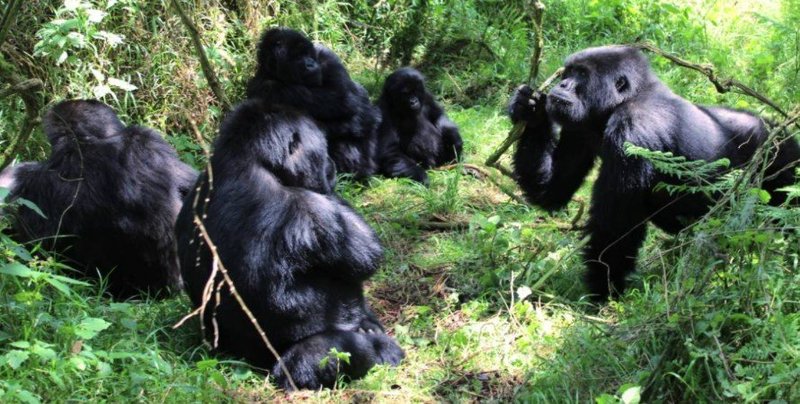 The Gorilla'S Role In Its Ecosystem