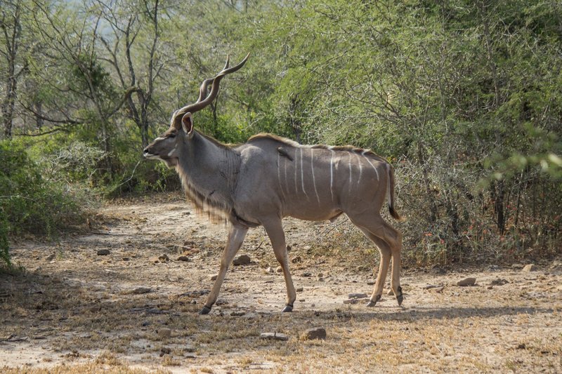 The Greater Kudu'S Role In Its Ecosystem