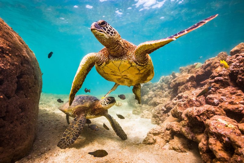 The Green Sea Turtle'S Role In Marine Ecosystems