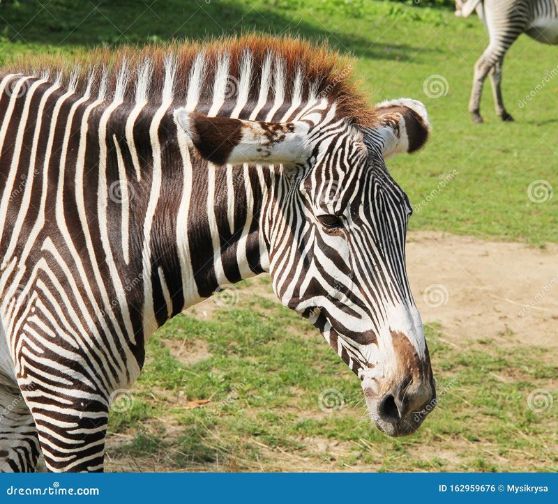 The Grevy’S Zebra'S Role In Its Ecosystem