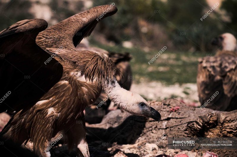 The Griffon Vulture'S Role In Its Ecosystem
