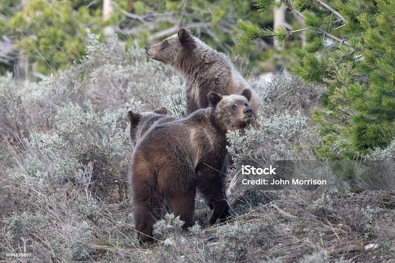The Grizzly Bear'S Role In Its Ecosystem