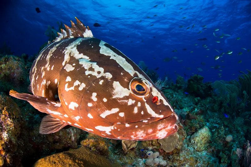 The Grouper'S Role In Marine Ecosystems