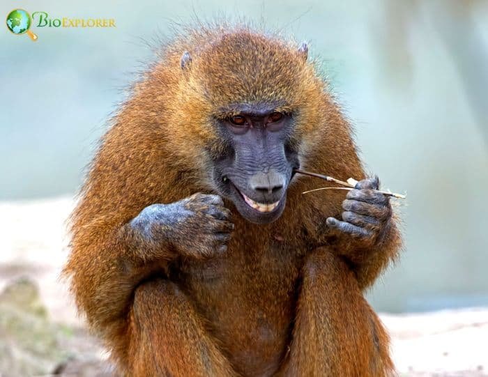The Guinea Baboon'S Role In Its Ecosystem