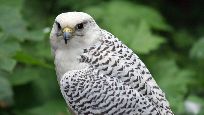 The Gyrfalcon'S Role In Its Ecosystem
