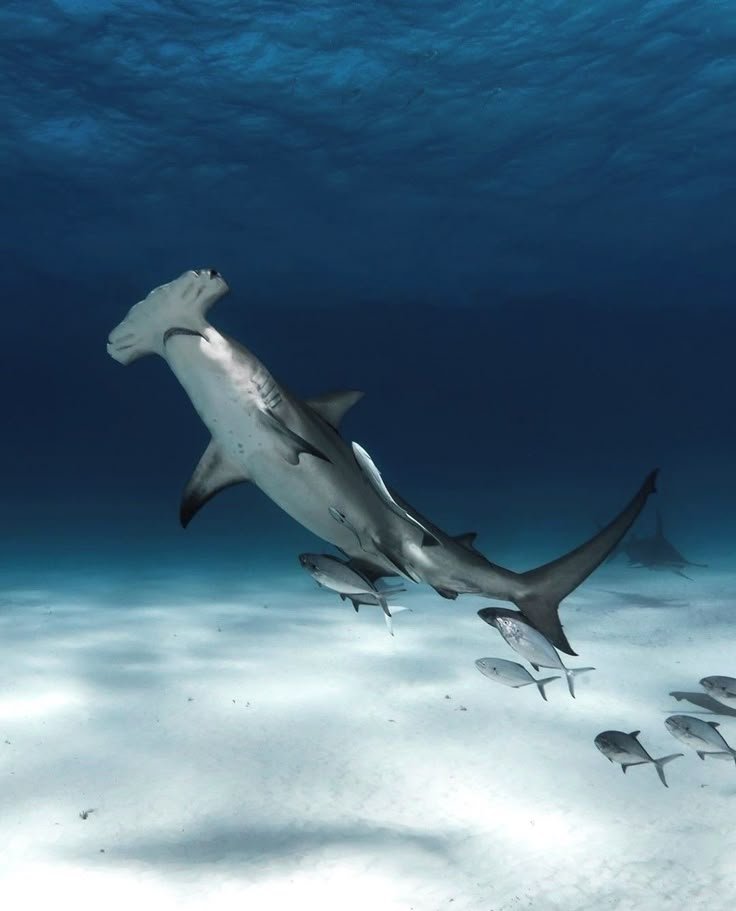 The Hammerhead Shark'S Role In Marine Ecosystems