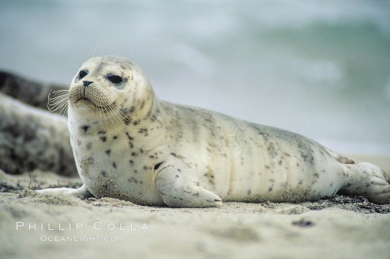 The Harbor Seal'S Role In Marine Ecosystems
