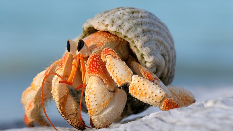 The Hermit Crab'S Role In Marine Ecosystems