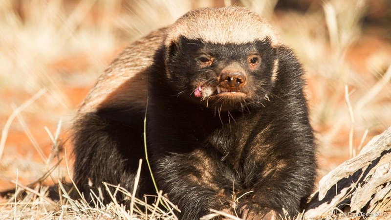 The Honey Badger'S Role In Its Ecosystem