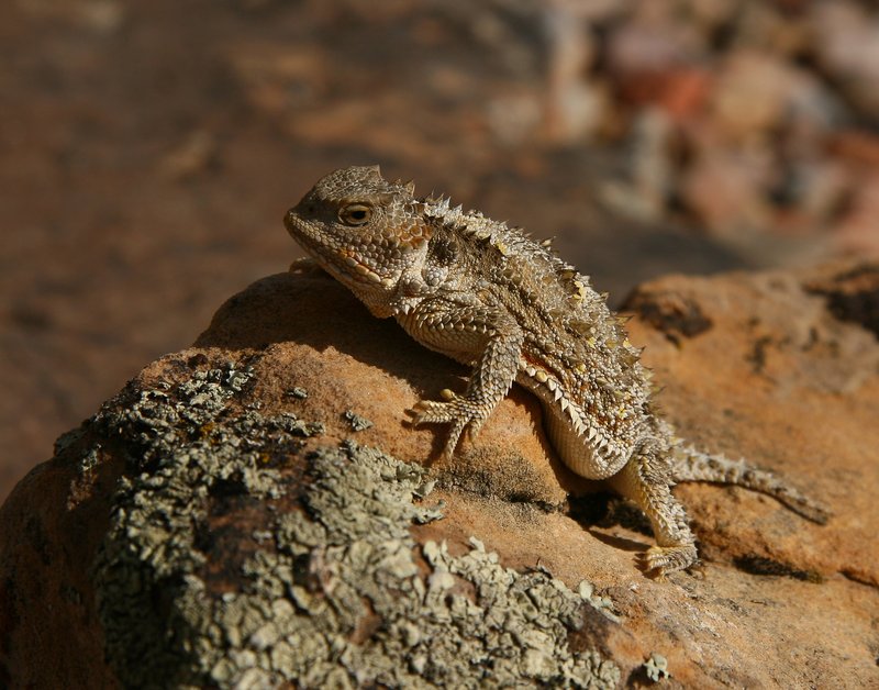 The Horned Lizard'S Role In Its Ecosystem