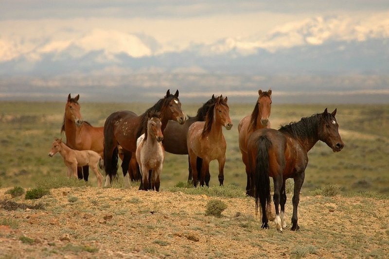 The Horse'S Role In Its Ecosystem