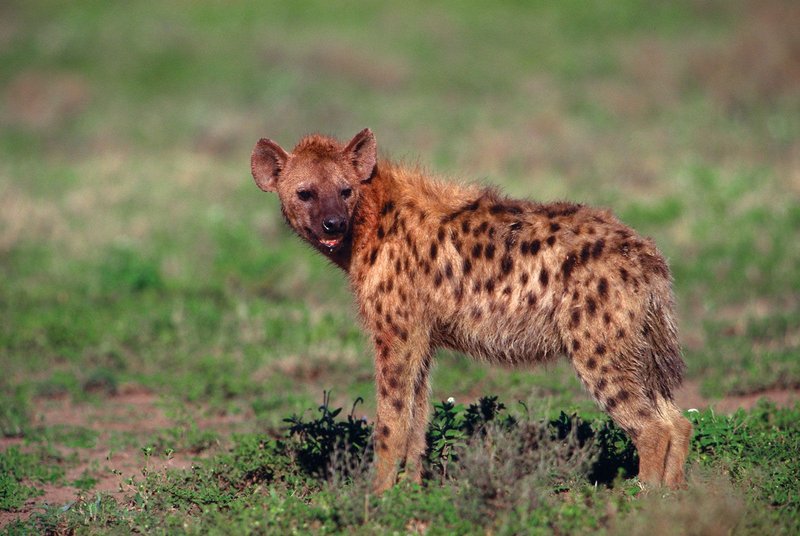 The Hyaena'S Role In Its Ecosystem