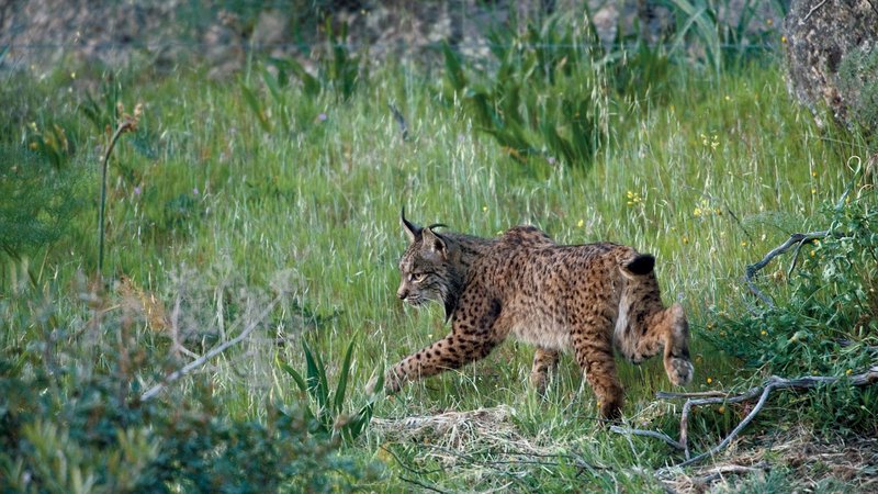 The Iberian Lynx'S Role In Its Ecosystem