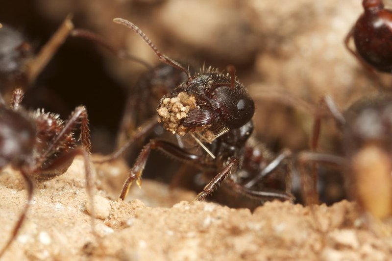 The Impact Of Climate Change On The Ant