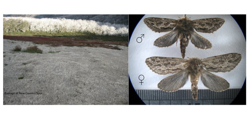 The Impact Of Climate Change On The Atlas Moth