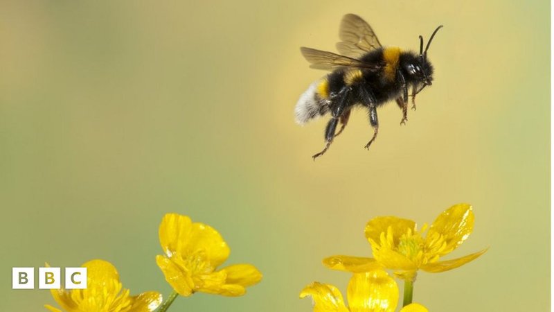 The Impact Of Climate Change On The Bee