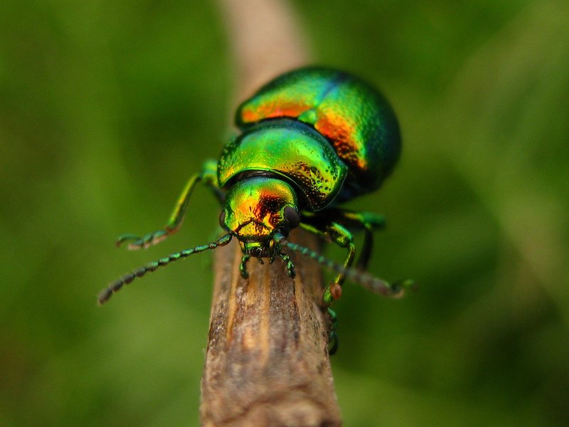 The Impact Of Climate Change On The Beetle