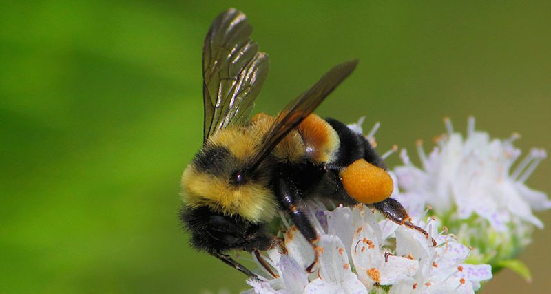 The Impact Of Climate Change On The Bumblebee