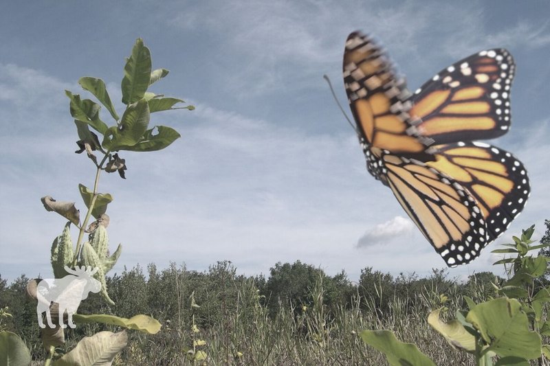 The Impact Of Climate Change On The Butterfly