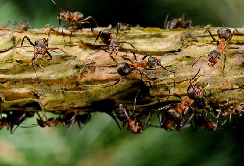 The Impact Of Climate Change On The Carpenter Ant