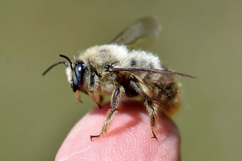 The Impact Of Climate Change On The Carpenter Bee