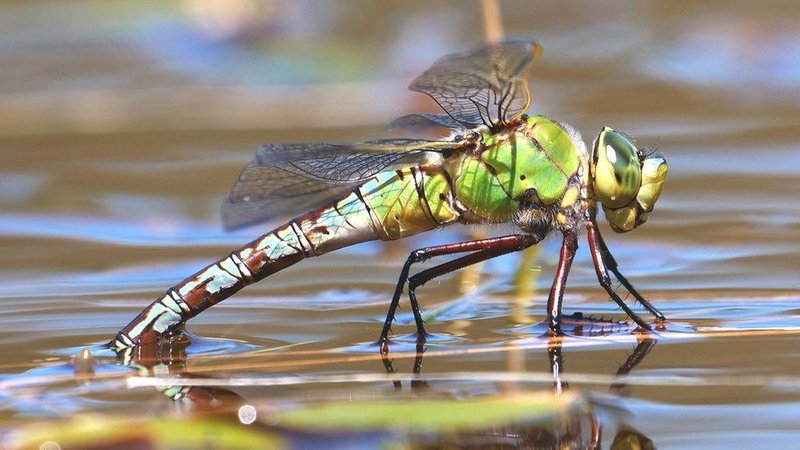 The Impact Of Climate Change On The Dragonfly