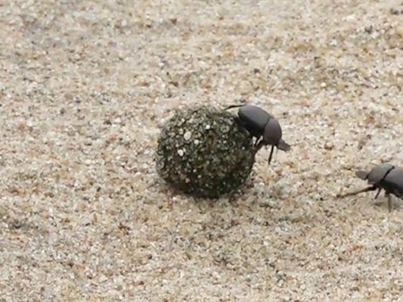 The Impact Of Climate Change On The Dung Beetle