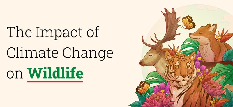 The Impact Of Climate Change On The Flea