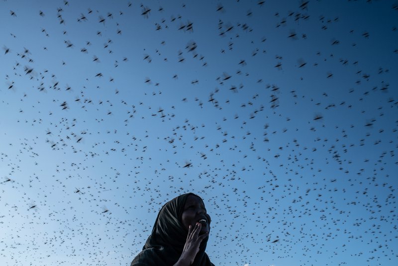 The Impact Of Climate Change On The Fly