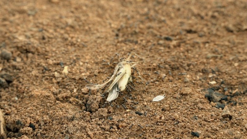 The Impact Of Climate Change On The Grasshopper