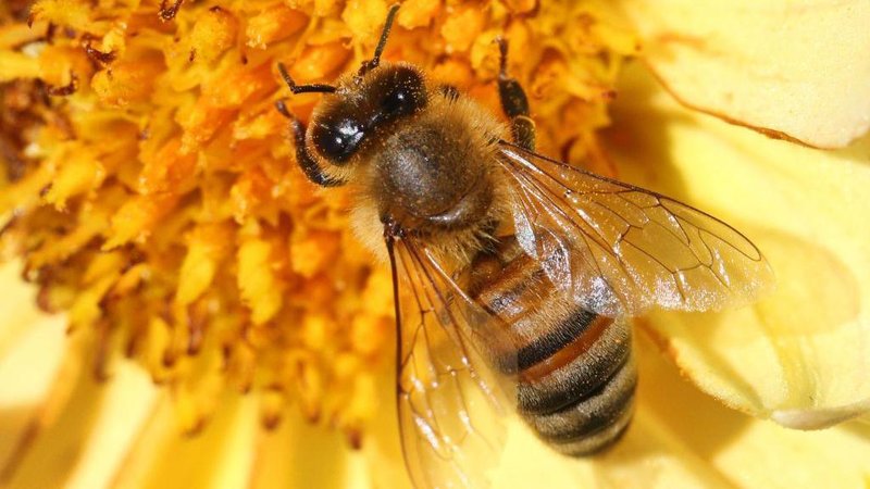 The Impact Of Climate Change On The Honey Bee