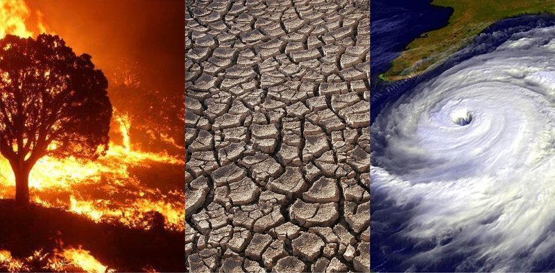 The Impact Of Climate Change On The Ladybug