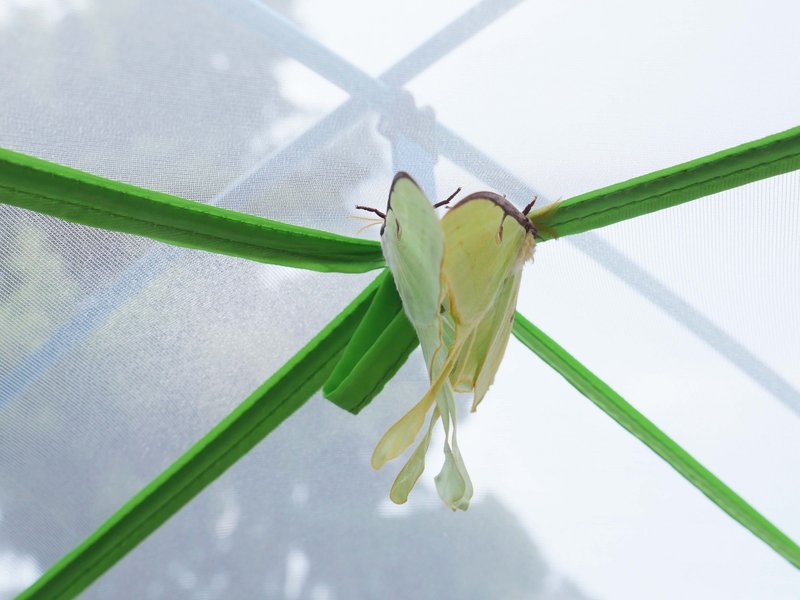 The Impact Of Climate Change On The Luna Moth