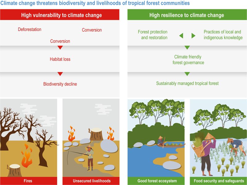 The Impact Of Climate Change On The Mantid