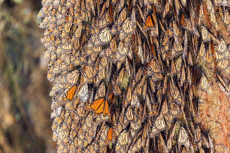 The Impact Of Climate Change On The Monarch Butterfly