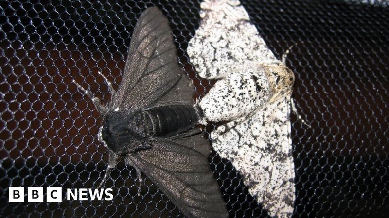 The Impact Of Climate Change On The Moth