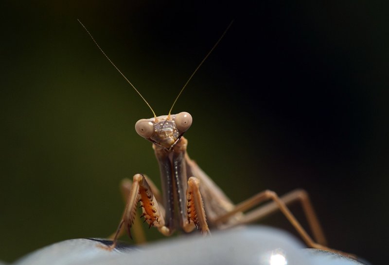The Impact Of Climate Change On The Praying Mantis