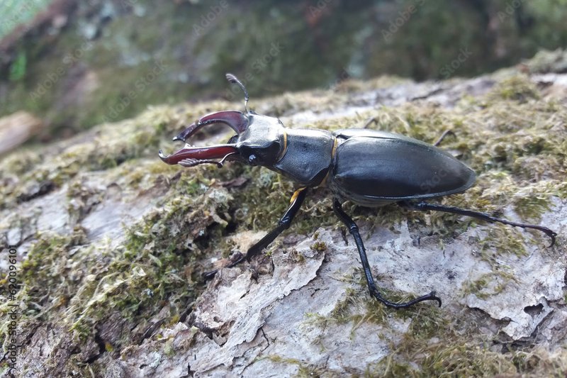 The Impact Of Climate Change On The Stag Beetle