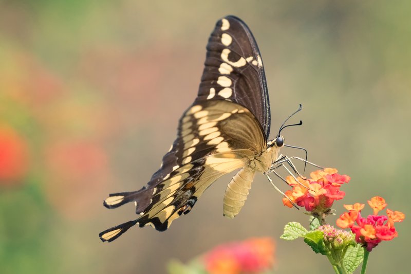 The Impact Of Climate Change On The Swallowtail Butterfly