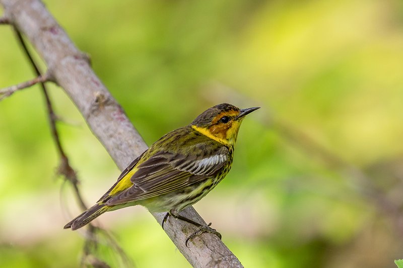 The Impact Of Climate Change On The Wasp