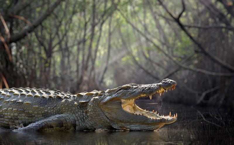 The Importance Of The Alligator In Culture And Symbolism
