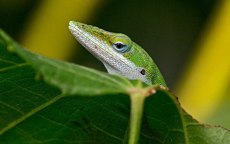 The Importance Of The Anole Lizard In Culture And Symbolism