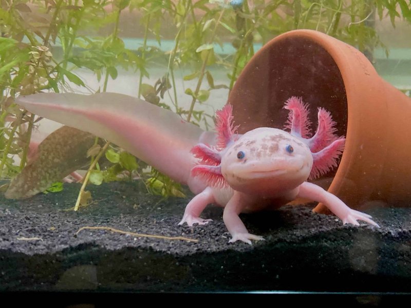 The Importance Of The Axolotl In Culture And Symbolism
