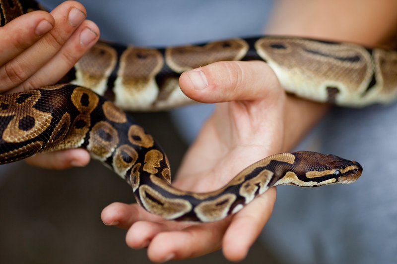 The Importance Of The Ball Python In Culture And Symbolism