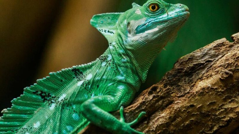 The Importance Of The Basilisk Lizard In Culture And Symbolism