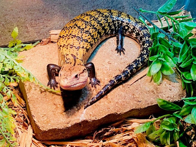 The Importance Of The Blue-Tongue Skink In Culture And Symbolism