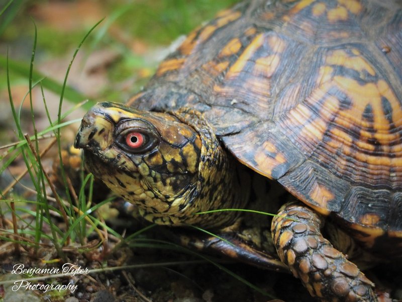 The Importance Of The Box Turtle In Culture And Symbolism