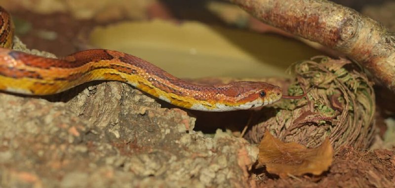 The Importance Of The Corn Snake In Culture And Symbolism