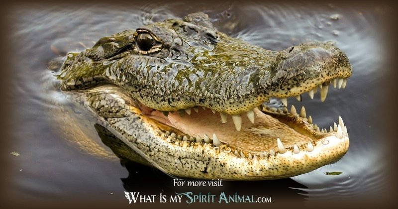 The Importance Of The Crocodile In Culture And Symbolism